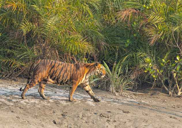 Sundarban Travel Agency