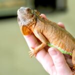 How to Get an Exotic Pet License in North Carolina