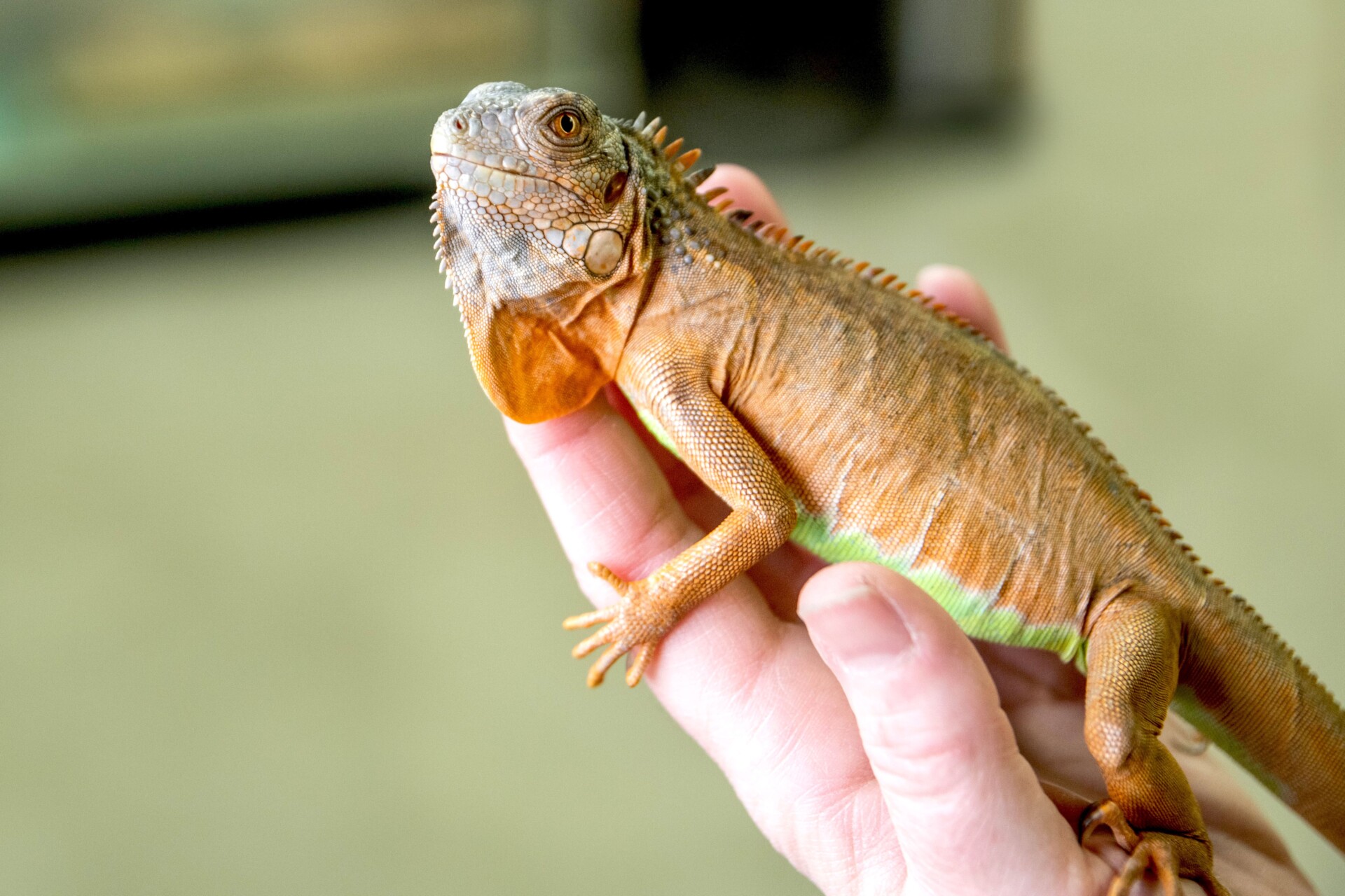 How to Get an Exotic Pet License in North Carolina